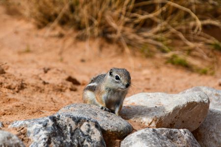 Valley of Fire State Park Foto Diedieners - Valley of Fire