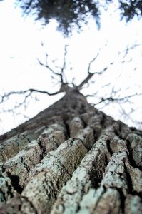 Freckenfeld Foto Diedieners - Freckenfeld