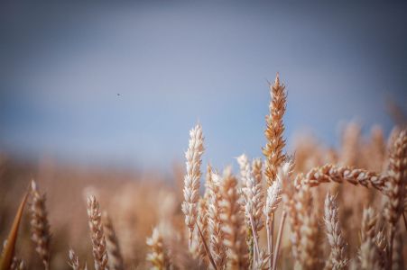 Freckenfeld Foto Diedieners - Freckenfeld