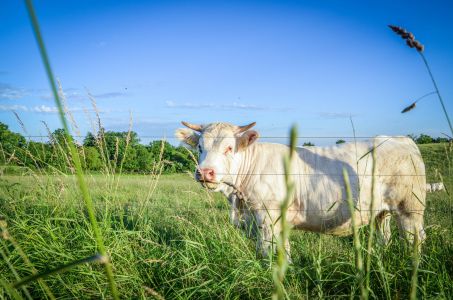Freckenfeld Foto Diedieners - Freckenfeld