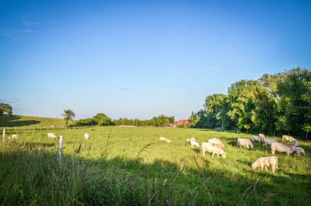 Freckenfeld Foto Diedieners - Freckenfeld