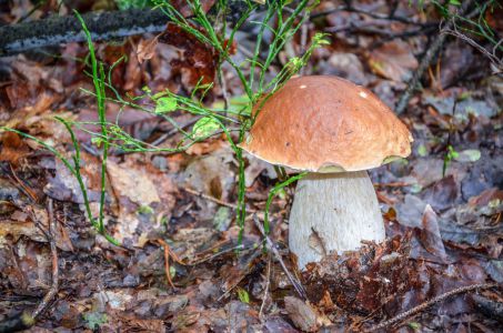 Freckenfeld Foto Diedieners - Freckenfeld