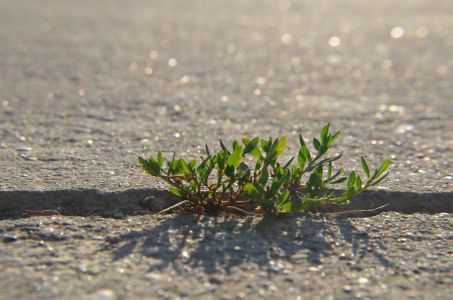 Freckenfeld Foto Diedieners - Freckenfeld