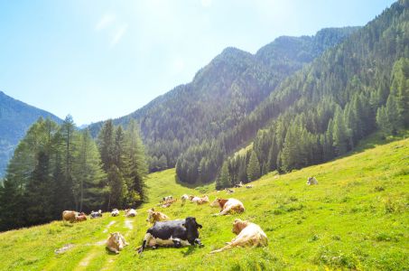 Mallnitz Foto Diedieners - Kärnten