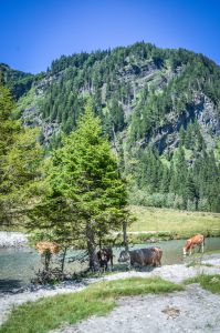 Mallnitz Foto Diedieners - Kärnten