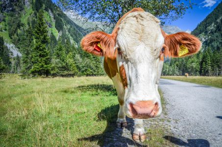 Mallnitz Foto Diedieners - Kärnten