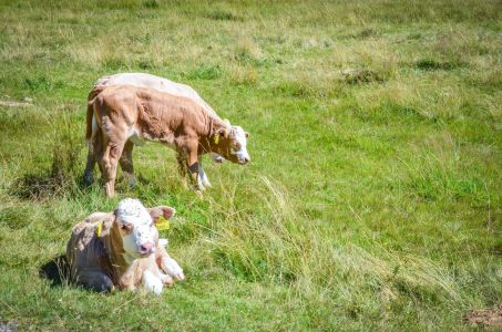 Mallnitz Foto Diedieners - Kärnten