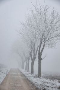 Freckenfeld Foto Diedieners - Freckenfeld