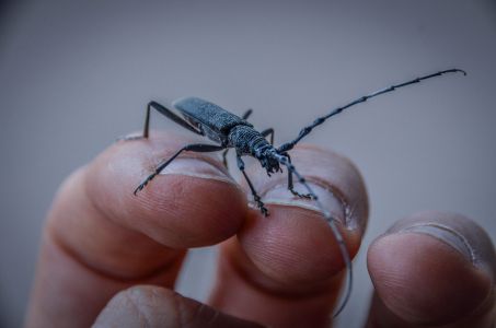 Freckenfeld Foto Diedieners - Freckenfeld