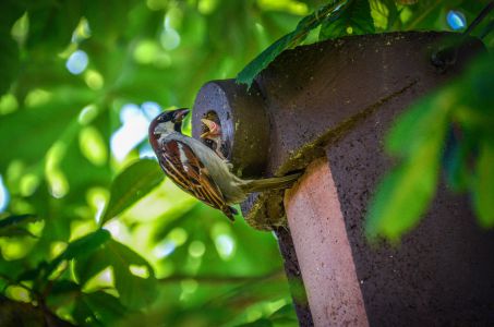 Freckenfeld Foto Diedieners - Freckenfeld