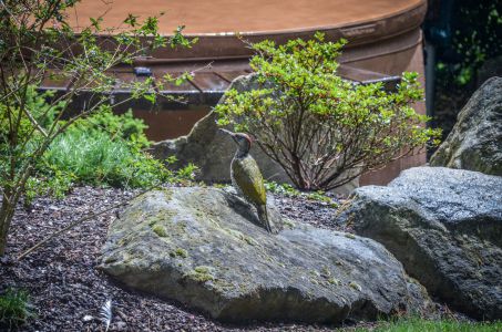 Freckenfeld Foto Diedieners - Freckenfeld